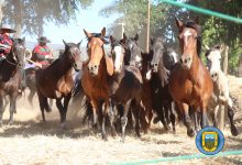 PRIMERA TRILLA A YEGUA SUELTA EN MILLAHUE